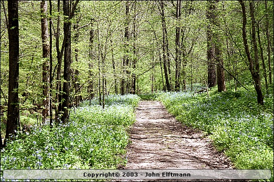Bluebells along the trail - 5/16/2003