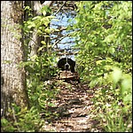 This critter stalked me the entire trip. - 5/16/2003