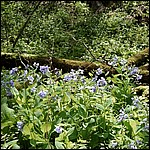 Bluebells & moss - 5/16/2003
