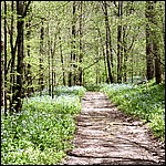 Bluebells along the trail - 5/16/2003