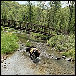 Everest cooling his paws in the creekSchool students take a break while on a field trip - 5/16/2003